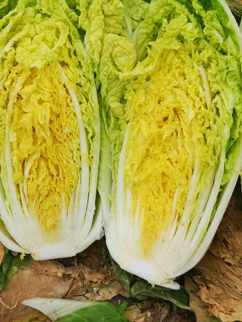 河南娃娃菜大娃小娃娃菜专业场地精品加工24H随时看货