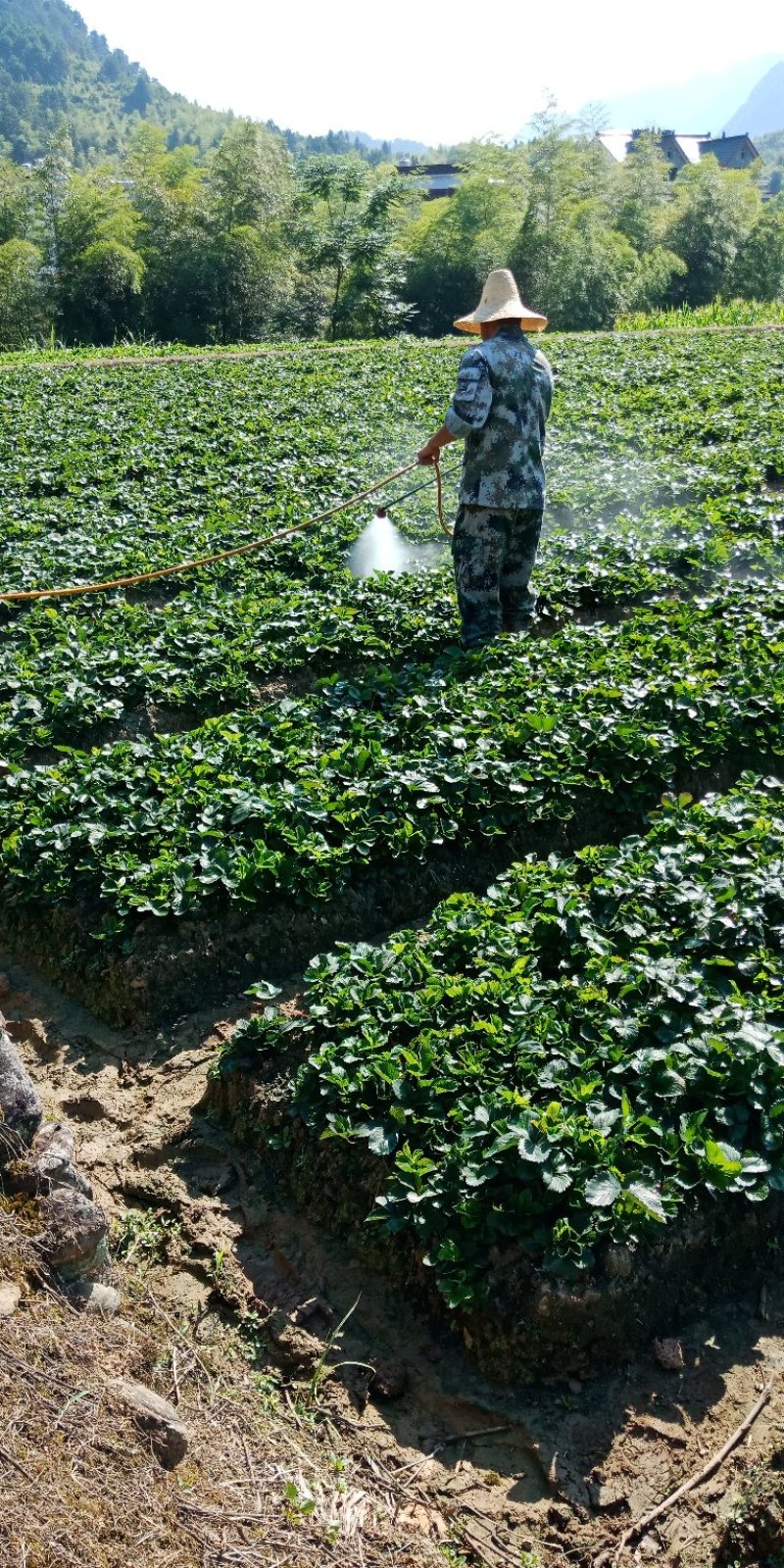 大量供应优质红颜草莓苗保证成活率红颜种苗（多买多送）