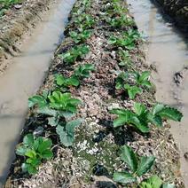 草莓苗大量优质草莓苗品种齐全根系发达成活率高