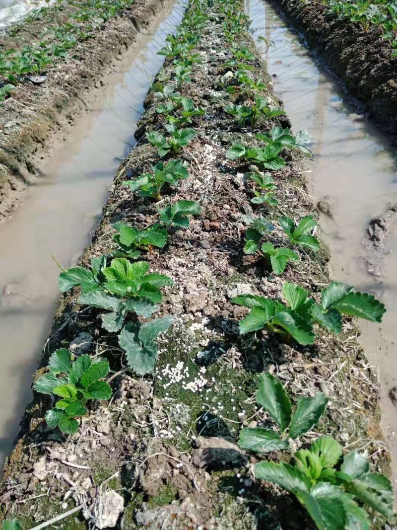 草莓苗大量优质草莓苗品种齐全根系发达成活率高