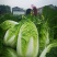河南娃娃菜大娃小娃娃菜专业场地精品加工24H随时看货