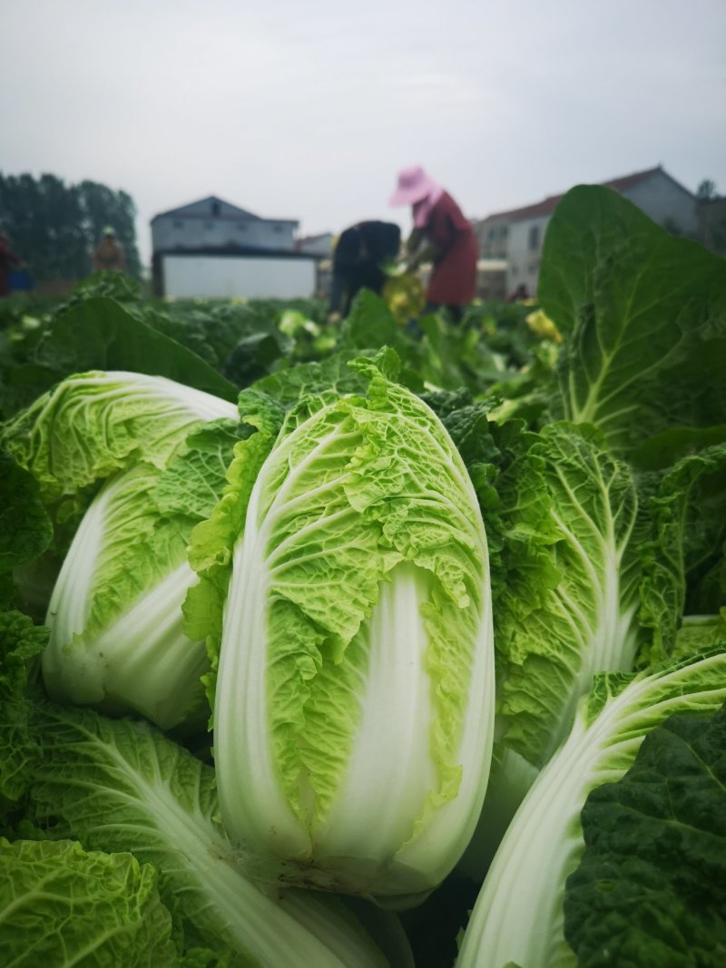 河南娃娃菜大娃小娃娃菜专业场地精品加工24H随时看货