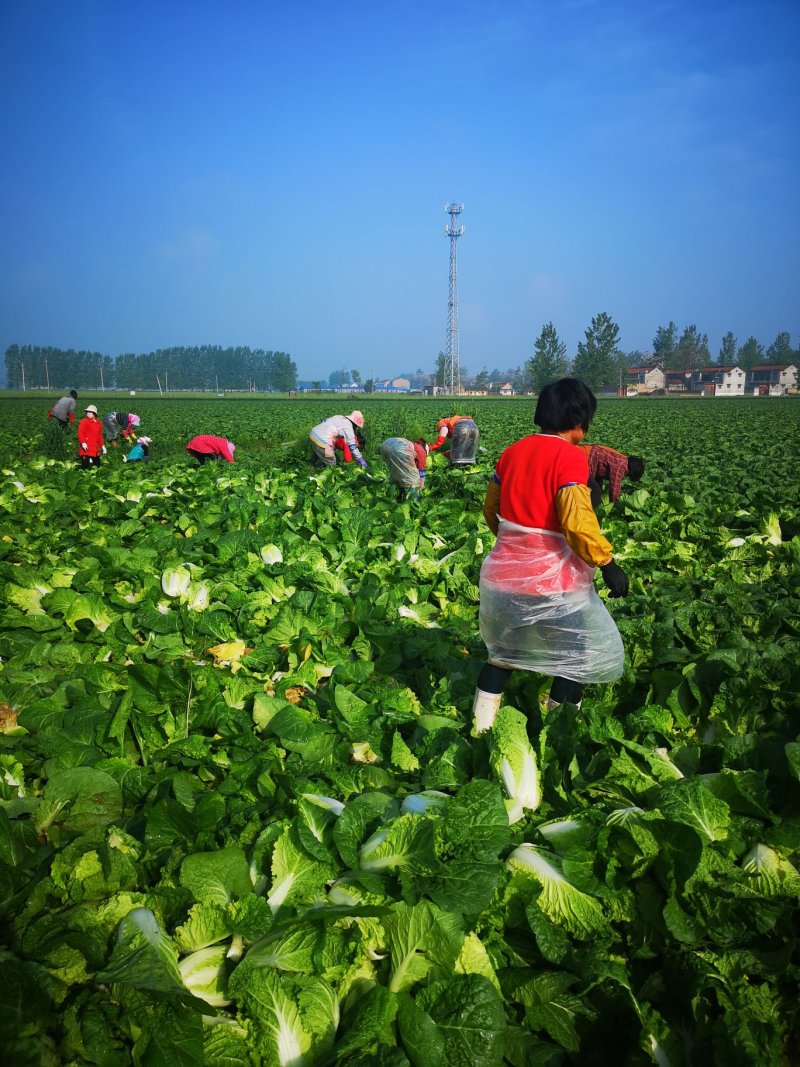 河南娃娃菜大娃小娃娃菜专业场地精品加工24H随时看货