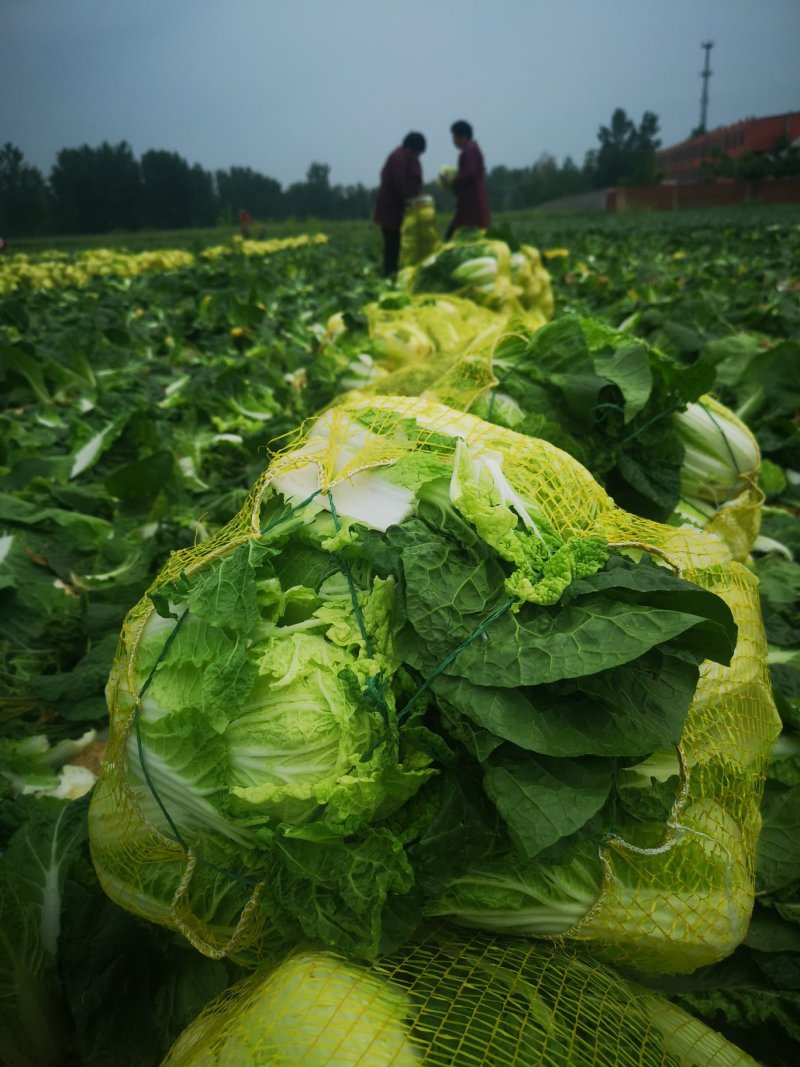 河南娃娃菜大娃小娃娃菜专业场地精品加工24H随时看货