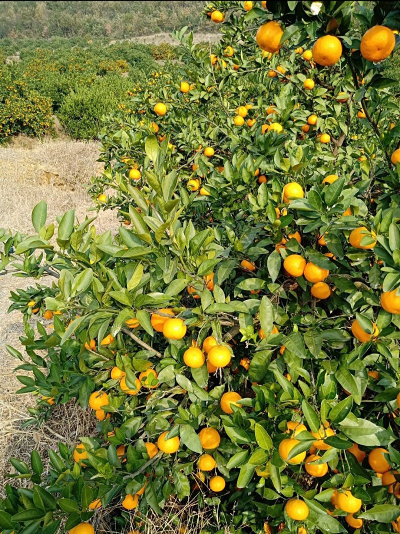 钟祥桔子上市了，诚信代办，量大欢迎各位老板们来电