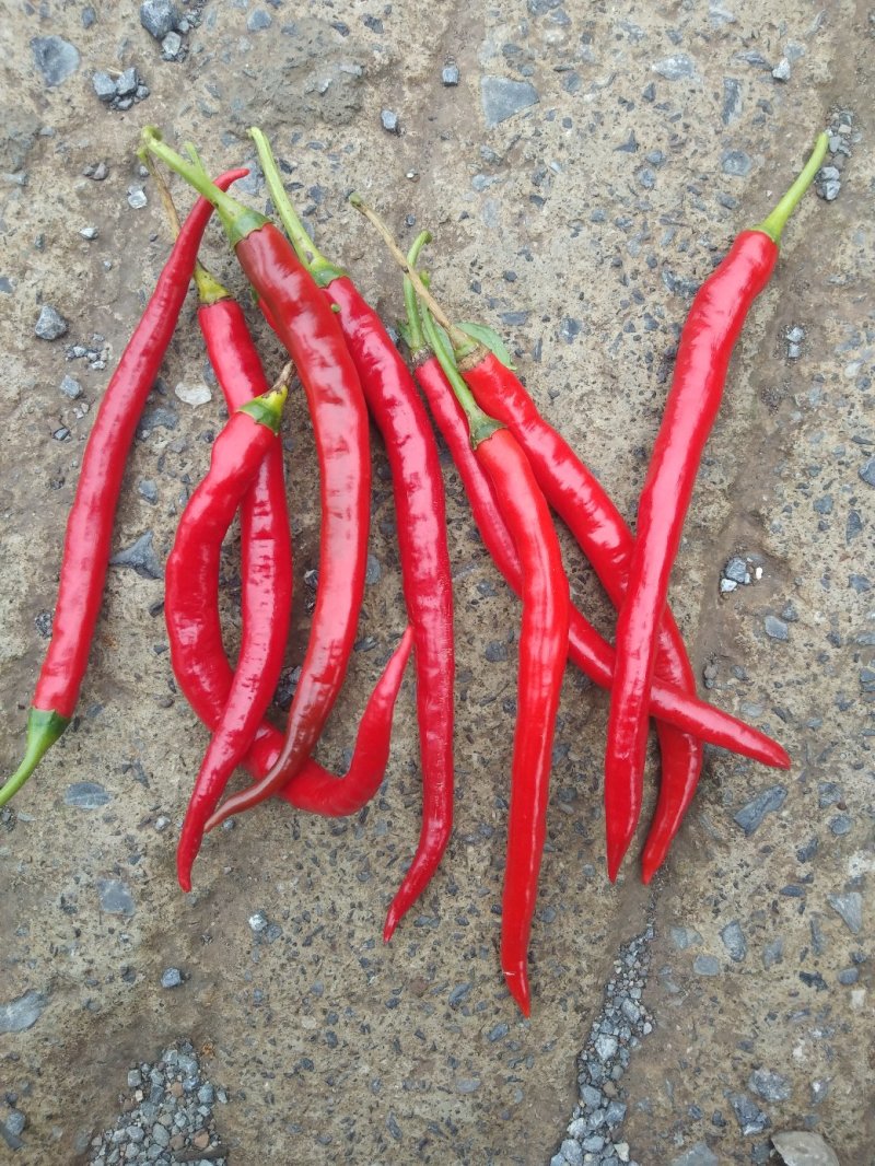 线椒