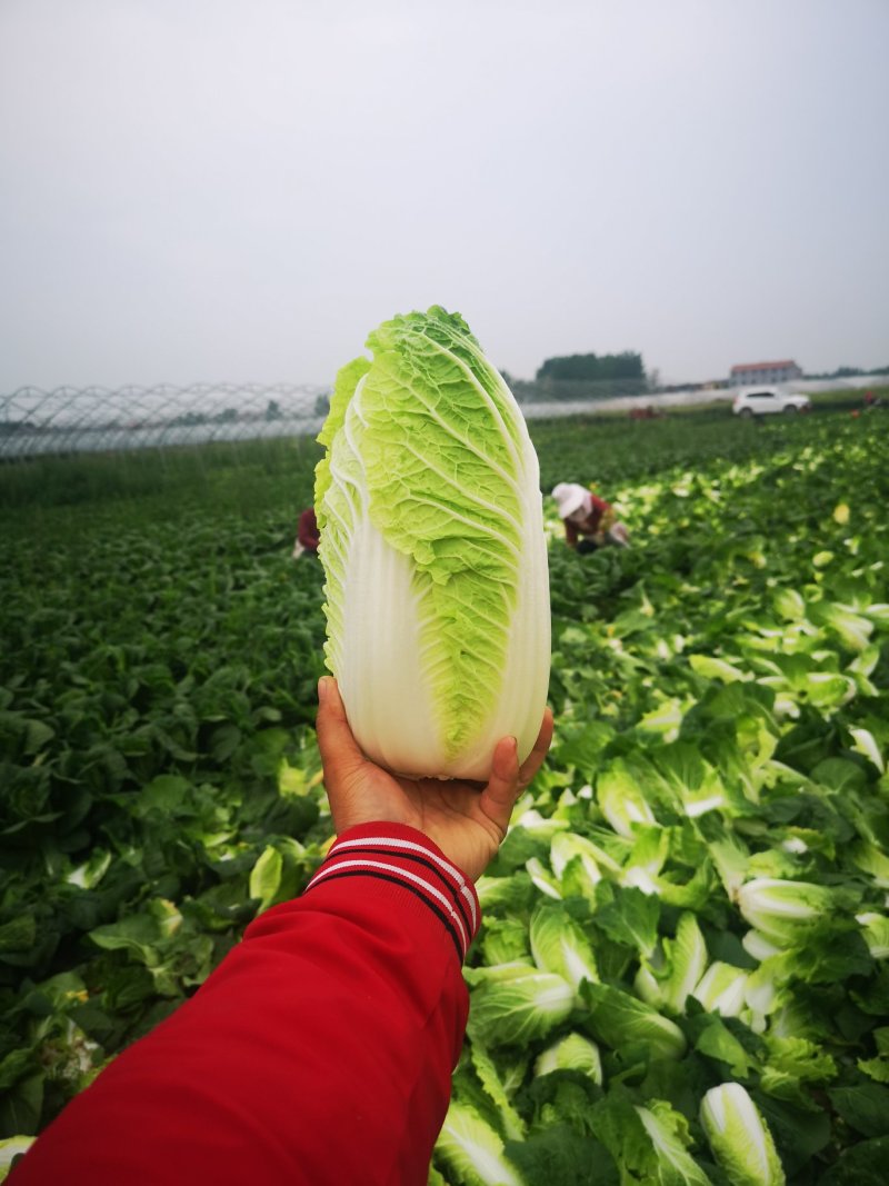 河南娃娃菜大娃小娃娃菜专业场地精品加工24H随时看货