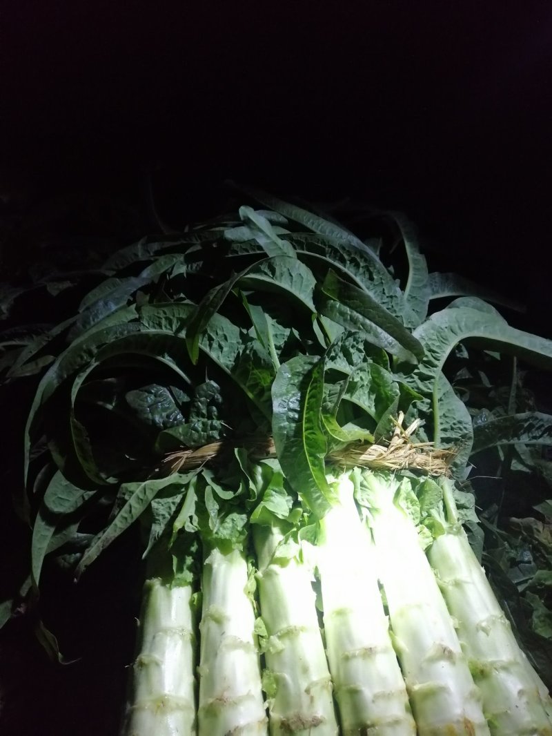 福建永安红莴笋大量上市了，价格美丽。
