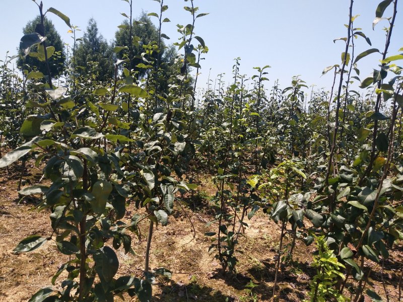 投产脆冠梨树，正宗翠冠梨