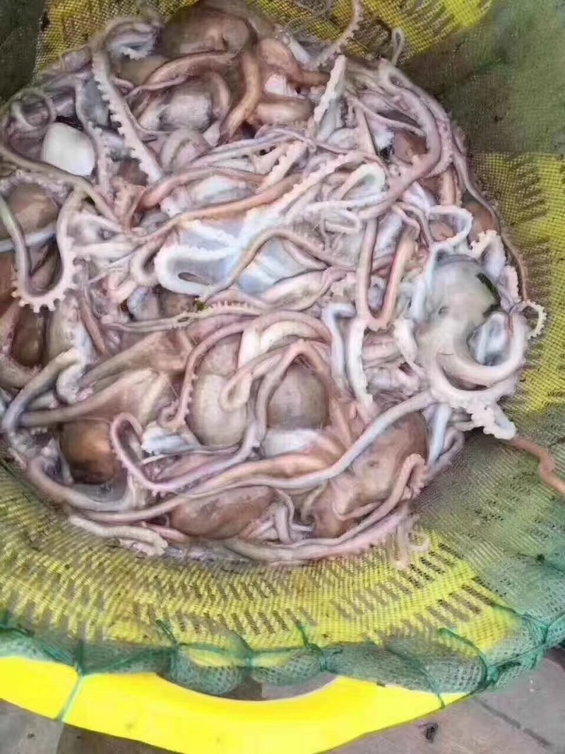 新鲜冷冻八爪鱼