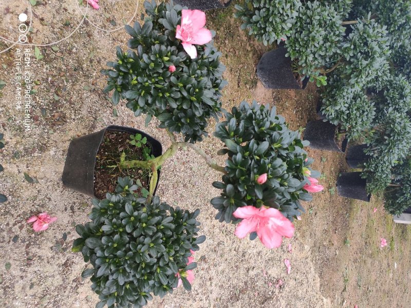 杜鹃元宝造型杜鹃永福花卉基地直销