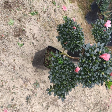 杜鹃元宝造型杜鹃永福花卉基地直销