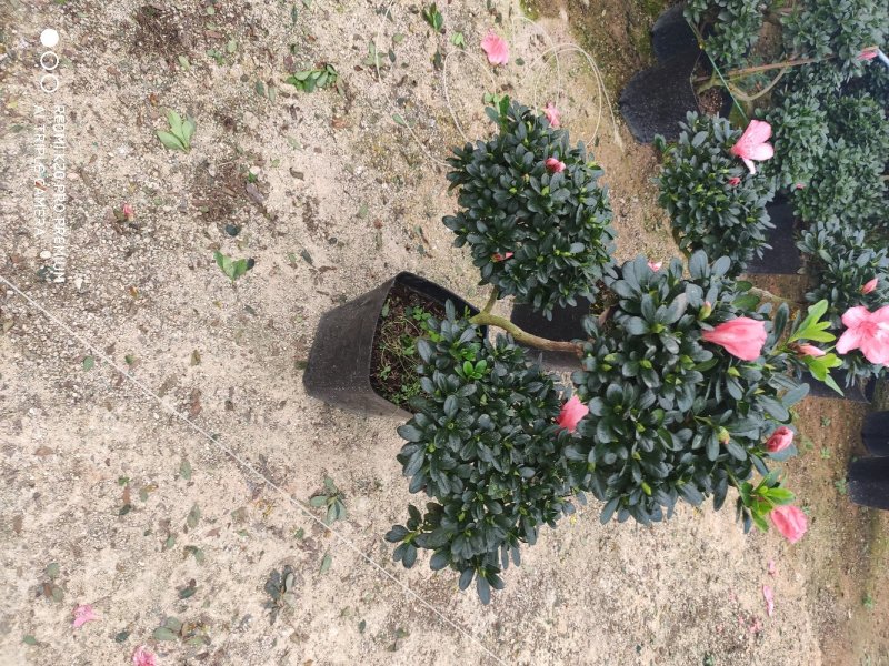 杜鹃元宝造型杜鹃永福花卉基地直销