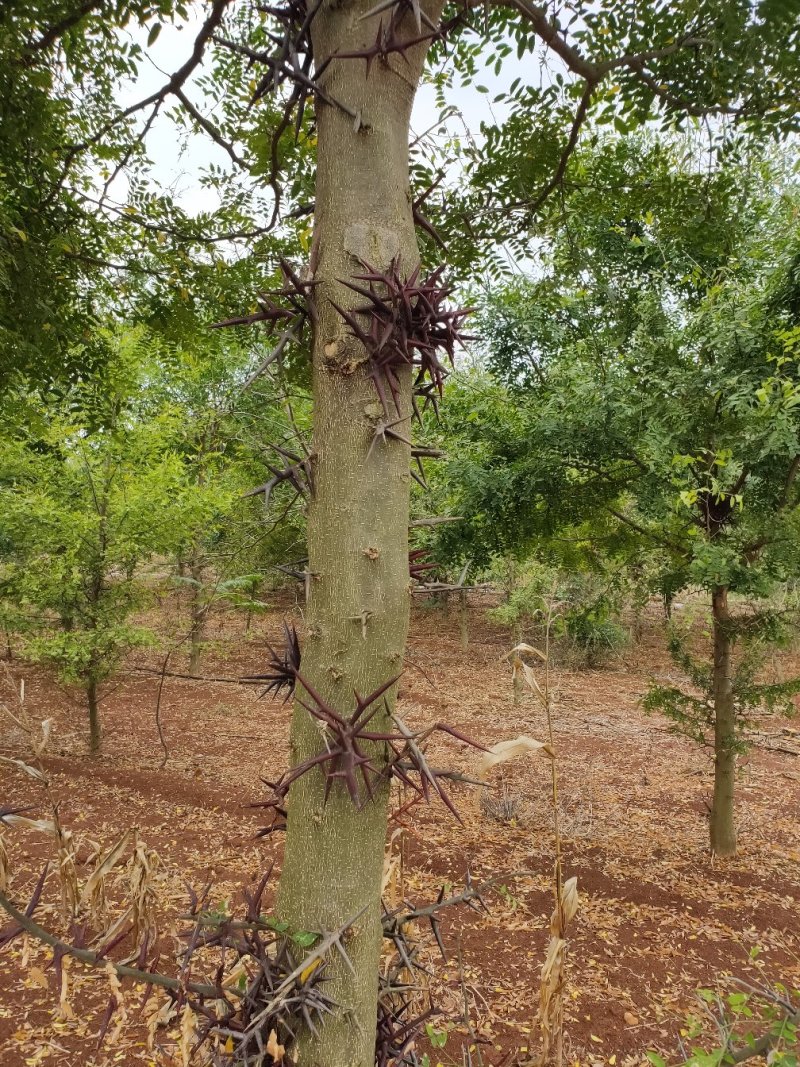 肥沃的良田种植的皂角树，管理好，球型好刺多果又漂亮，