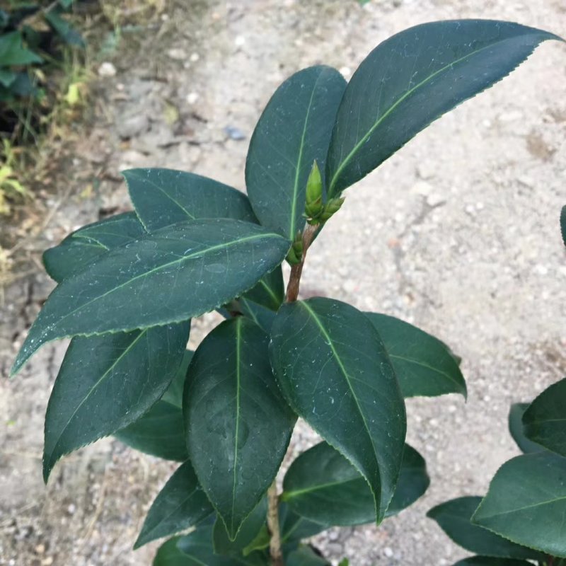 名贵品种茶花：紫禁城茶花苗含盆高50公分产地发货