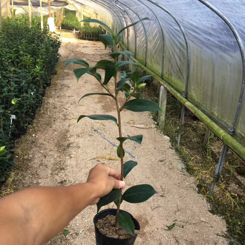 名贵品种茶花：紫禁城茶花苗含盆高50公分产地发货