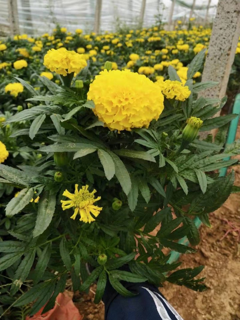 【精品】万寿菊观花四季种易活基地直发量大从优
