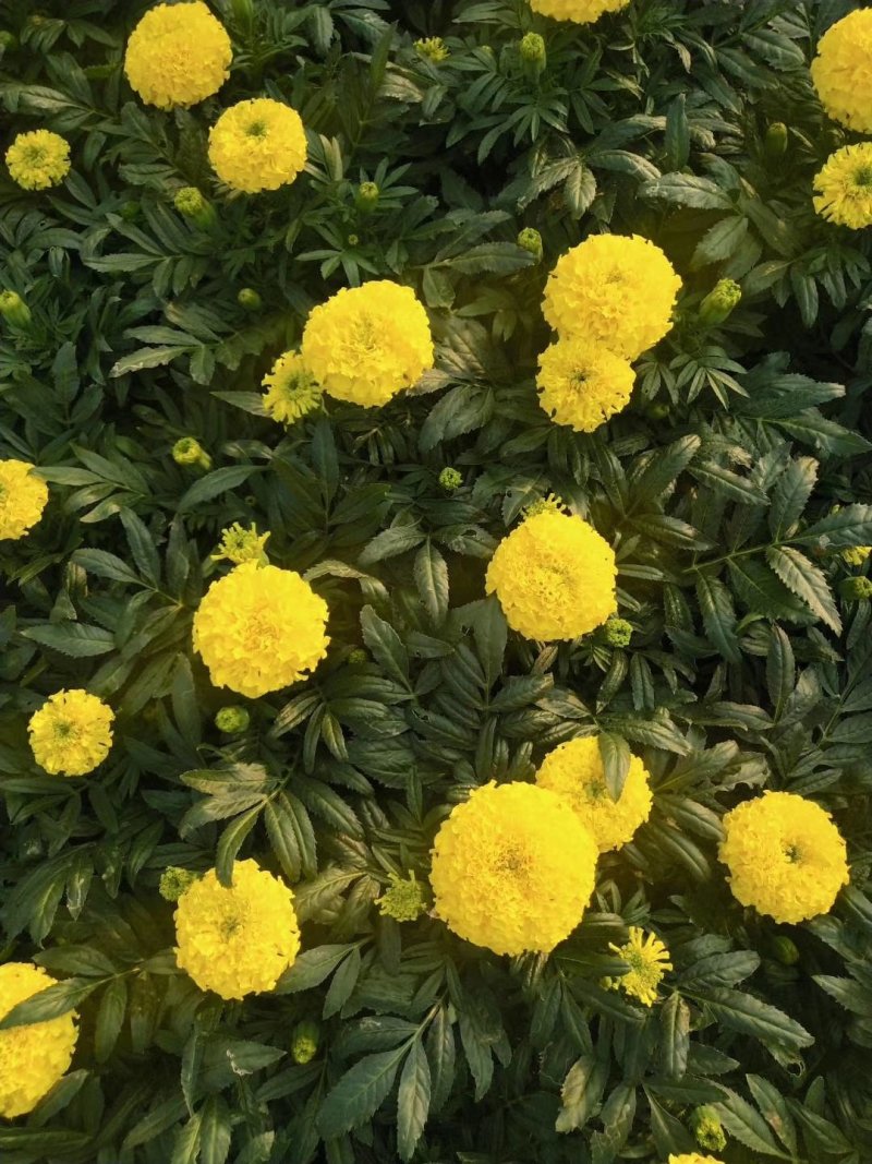 【精品】万寿菊观花四季种易活基地直发量大从优