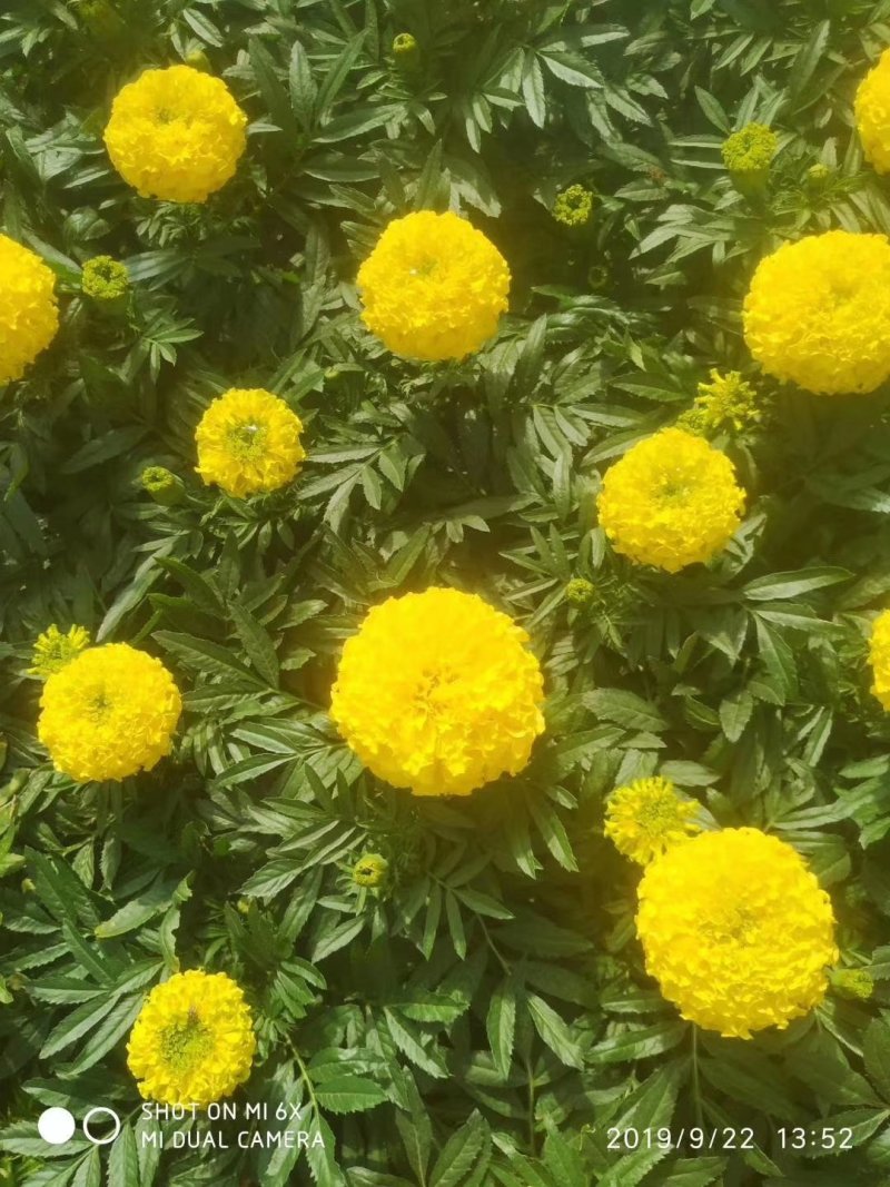 【精品】万寿菊观花四季种易活基地直发量大从优