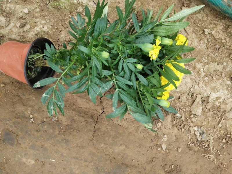【精品】万寿菊观花四季种易活基地直发量大从优
