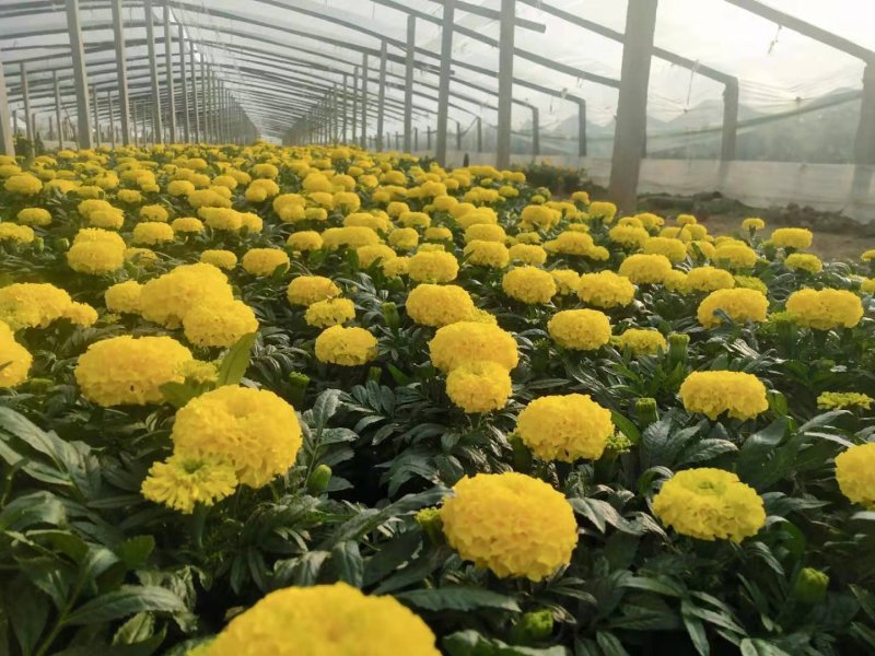 【精品】万寿菊观花四季种易活基地直发量大从优