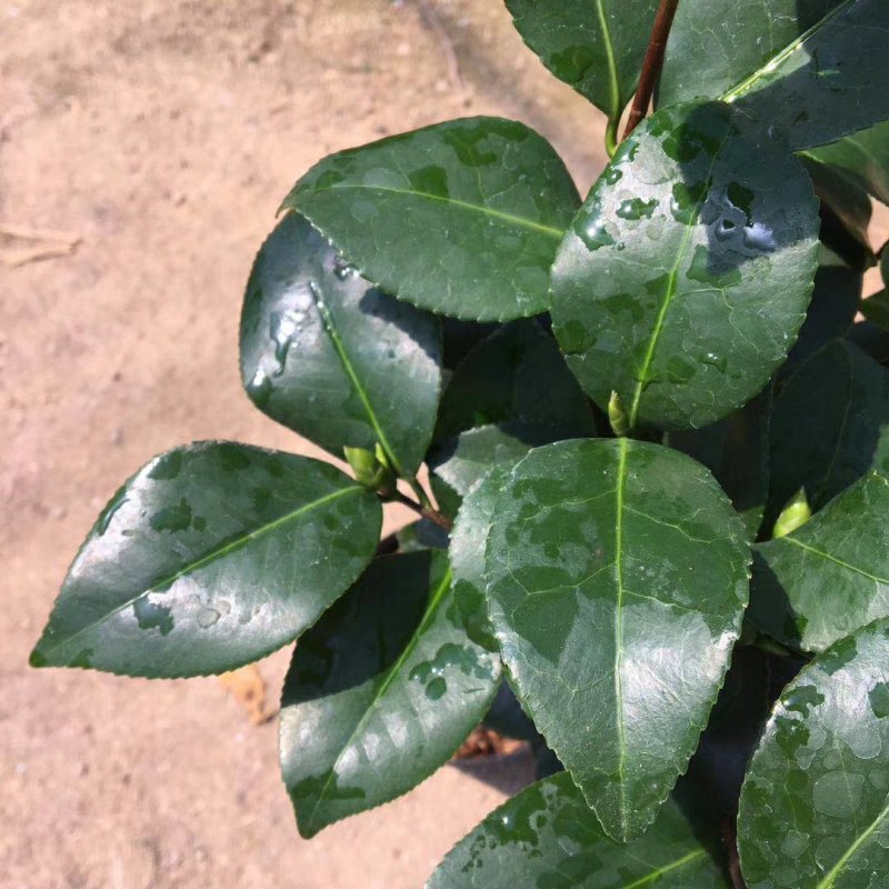 名贵品种茶花：珍珠娃娃18杯茶花苗产地发货快递包邮