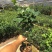 名贵品种茶花：珍珠娃娃18杯茶花苗产地发货快递包邮