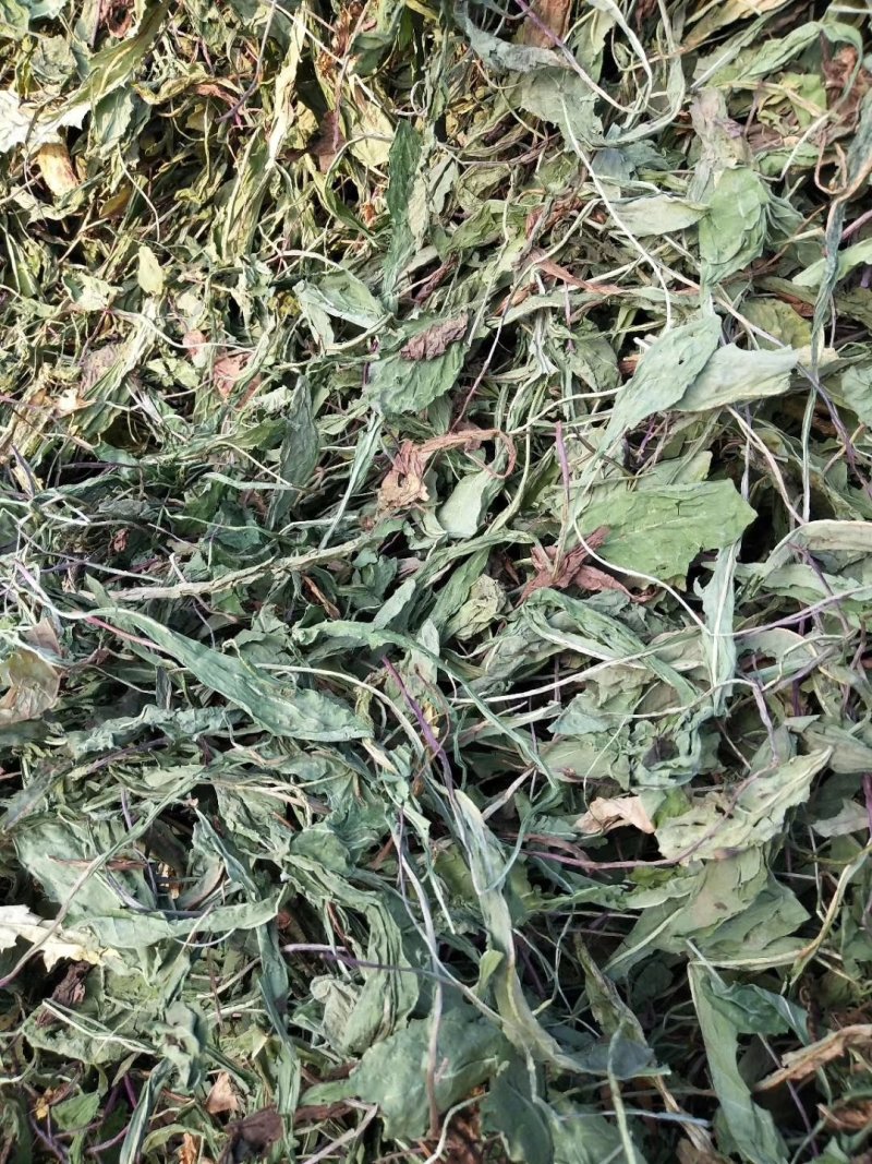 蒲公英一手货源批发零售价格便宜