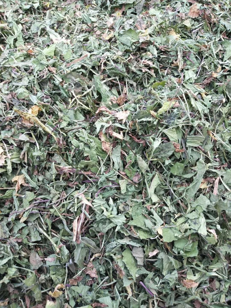 蒲公英一手货源批发零售价格便宜