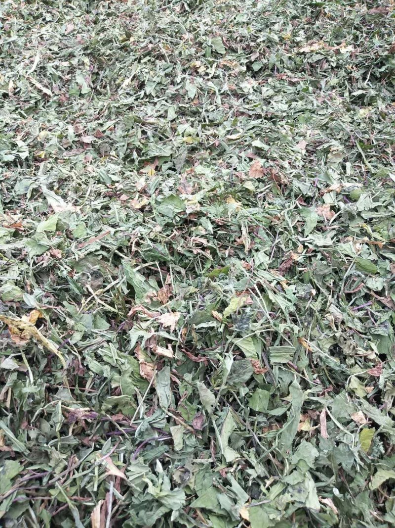 蒲公英一手货源批发零售价格便宜