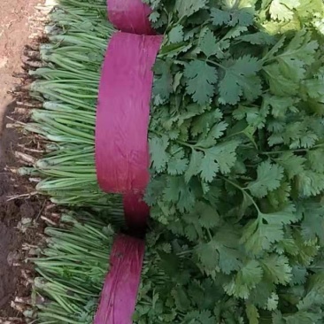 【香菜】精品大叶香菜产地保质保量供应全国