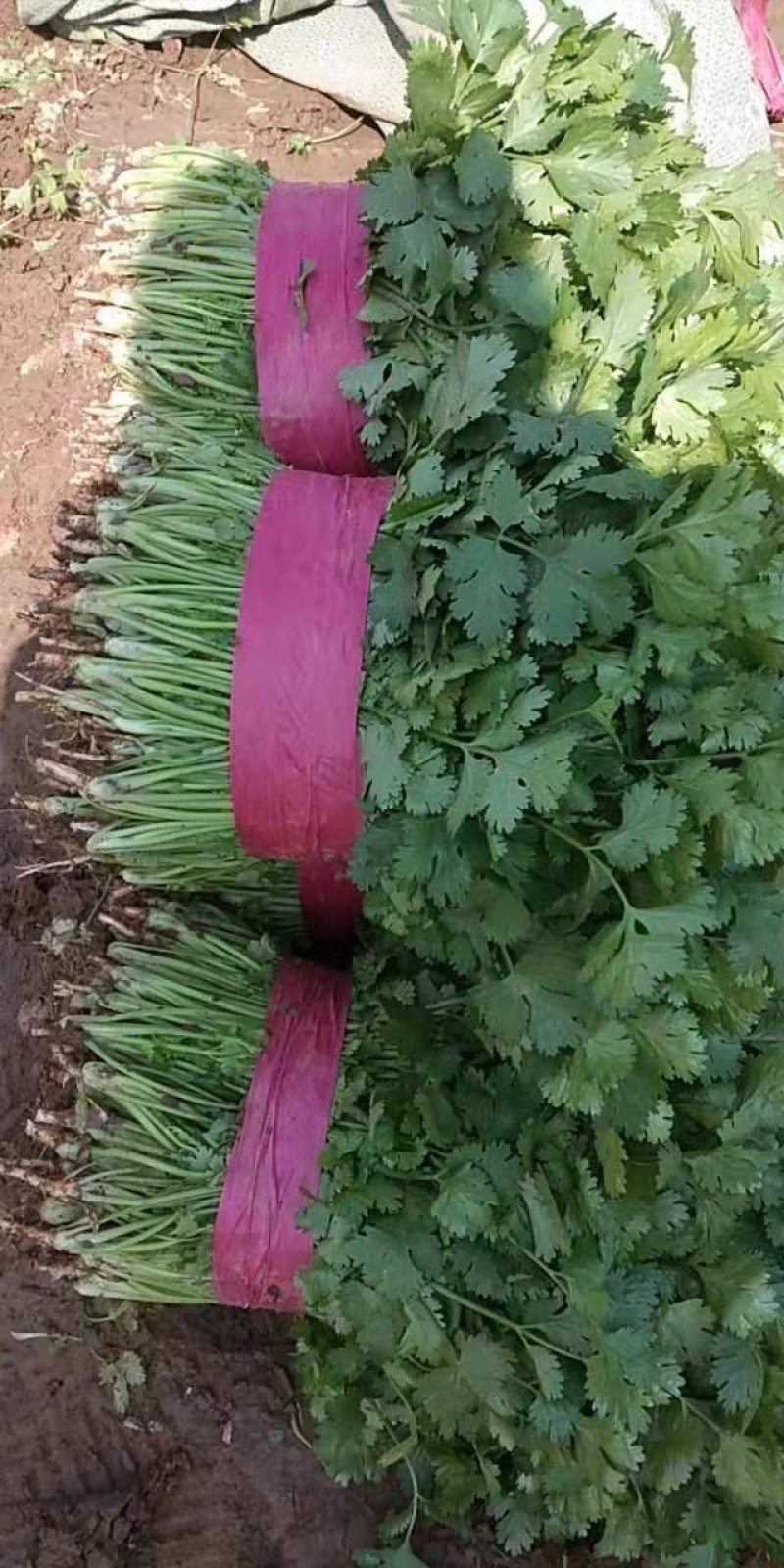 【香菜】精品大叶香菜产地保质保量供应全国
