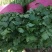 【香菜】精品大叶香菜产地保质保量供应全国