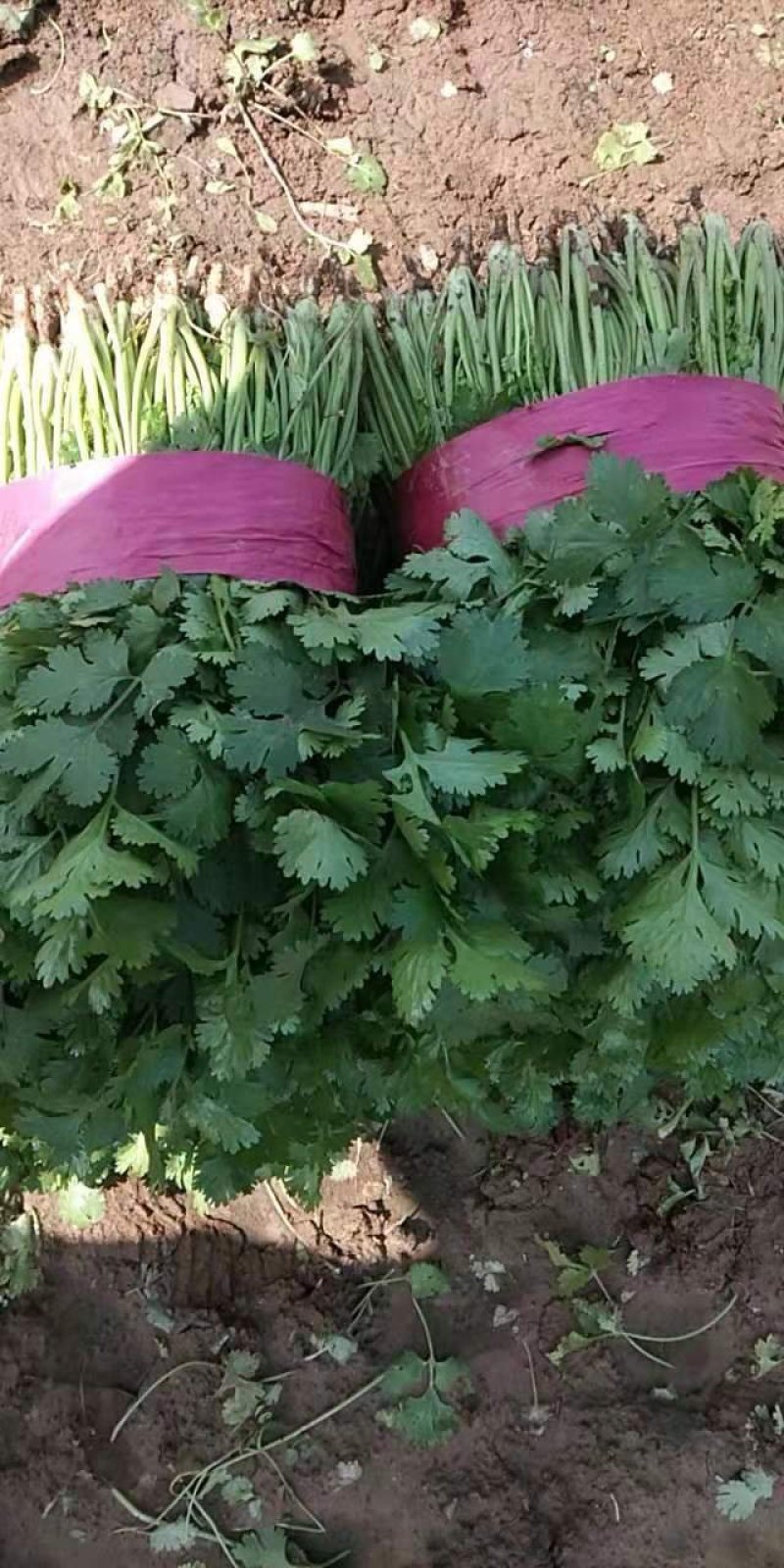 【香菜】精品大叶香菜产地保质保量供应全国