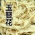 玉簪花产地直供支持线上交易可搭配多品种采购大货联系