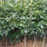火晶柿子树苗高产量嫁接柿子苗基地直供包品种包成活
