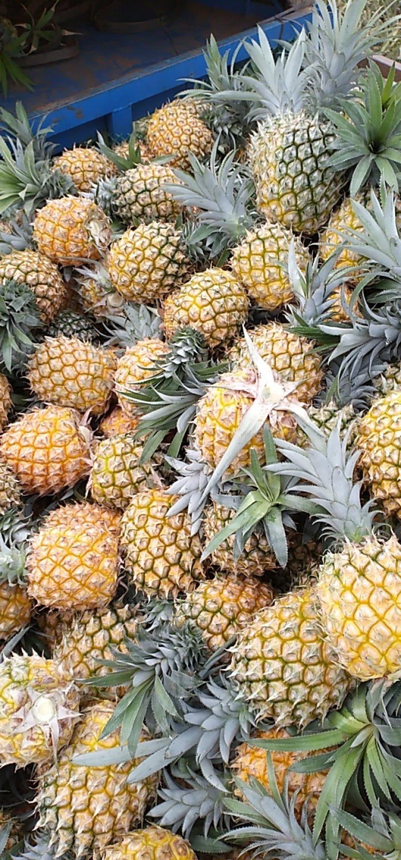 中国徐闻菠萝之乡菠萝地海——广东徐闻菠萝水果