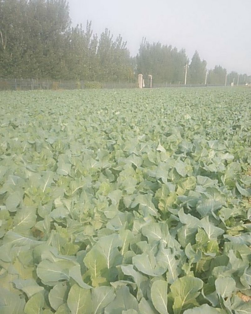 白面青梗有机菜花青梗小米粒，今年量大，欢迎各位老板关注。