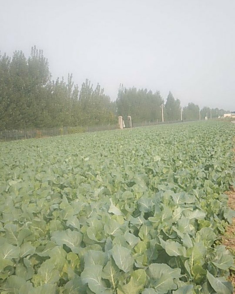 白面青梗有机菜花青梗小米粒，今年量大，欢迎各位老板关注。