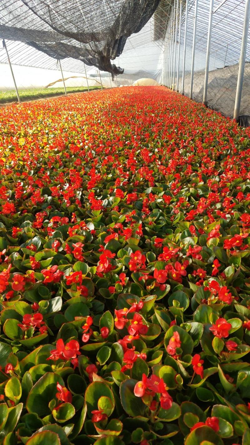 四季海棠红叶绿叶都有价格合理欢迎选购