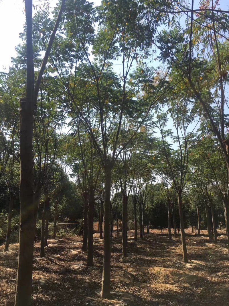 栾树12-20苗圃直供批发湖南益阳绿青苗木