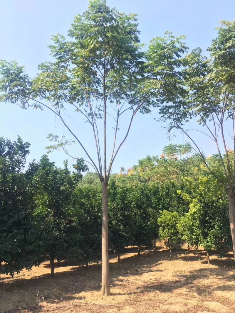 栾树12-20苗圃直供批发湖南益阳绿青苗木