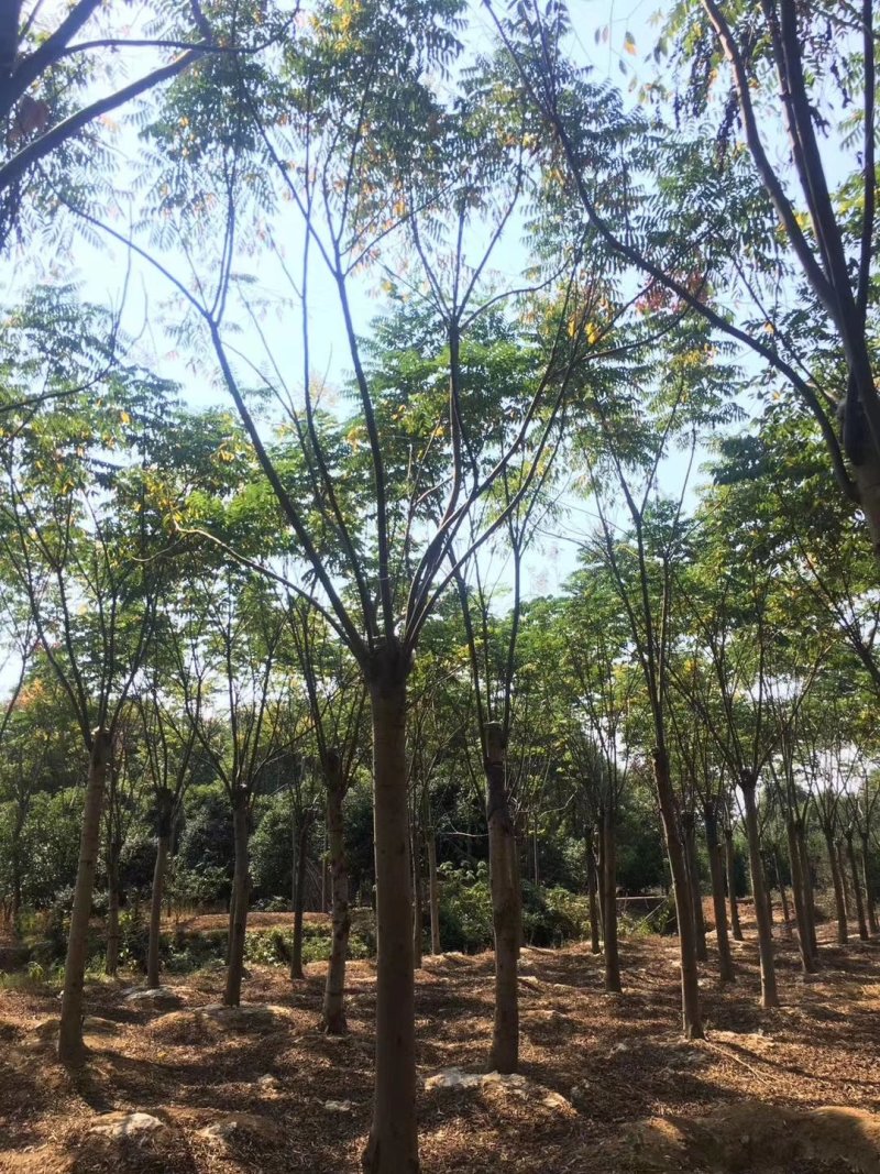 栾树12-20苗圃直供批发湖南益阳绿青苗木