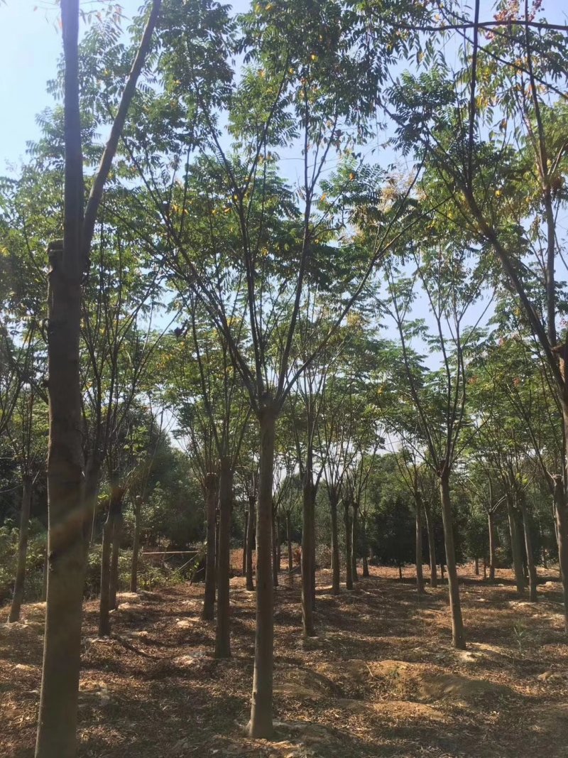 栾树12-20苗圃直供批发湖南益阳绿青苗木