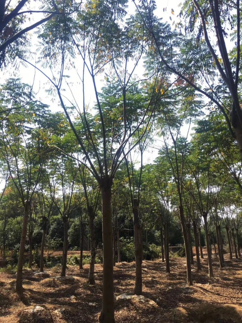 栾树12-20苗圃直供批发湖南益阳绿青苗木