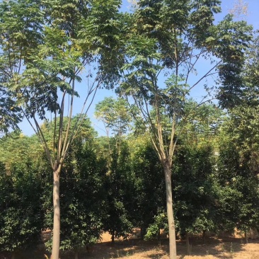 栾树12-20苗圃直供批发湖南益阳绿青苗木