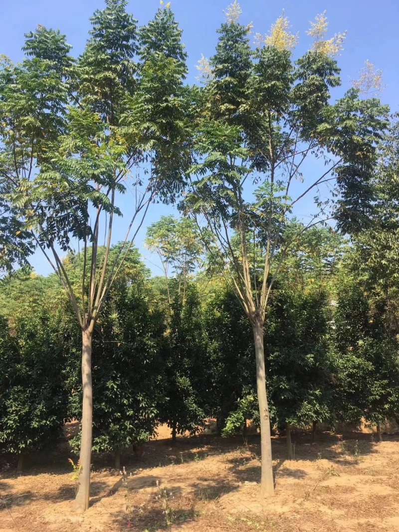 栾树12-20苗圃直供批发湖南益阳绿青苗木