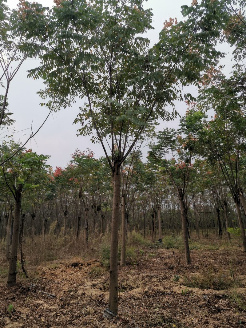 栾树12-20苗圃直供批发湖南益阳绿青苗木