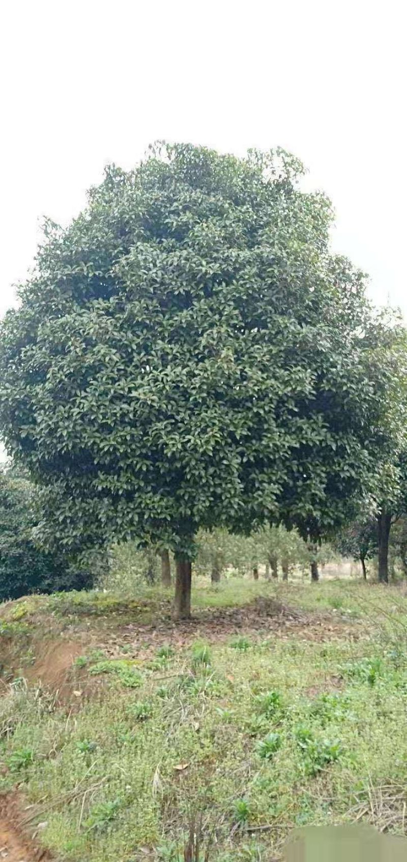桂花农户直销一手货源四季桂八月桂丹桂质量保证包手续