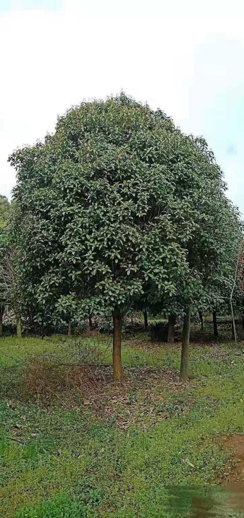 桂花农户直销一手货源四季桂八月桂丹桂质量保证包手续